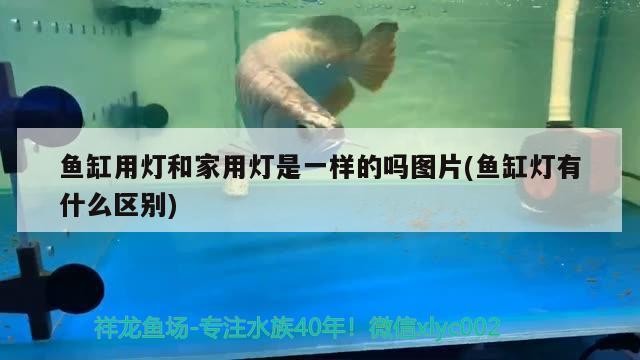 虎皮魚