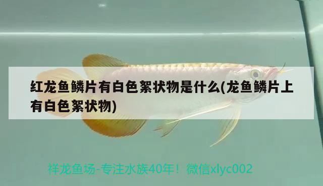 虎皮魚