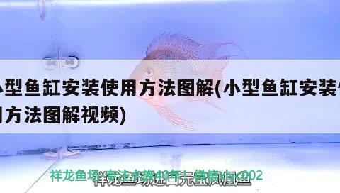 虎皮魚