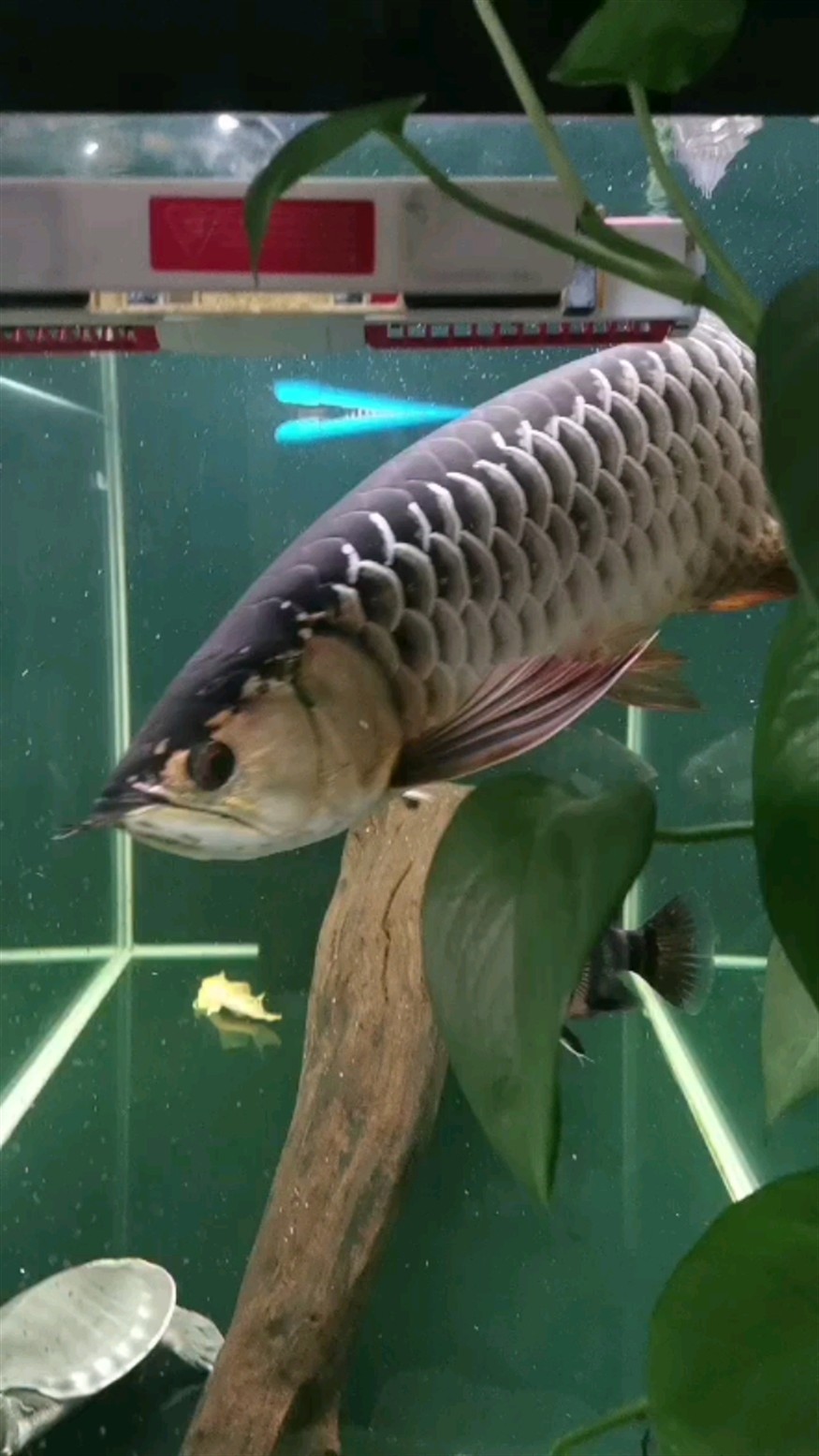 虎魚蒙眼有所恢復