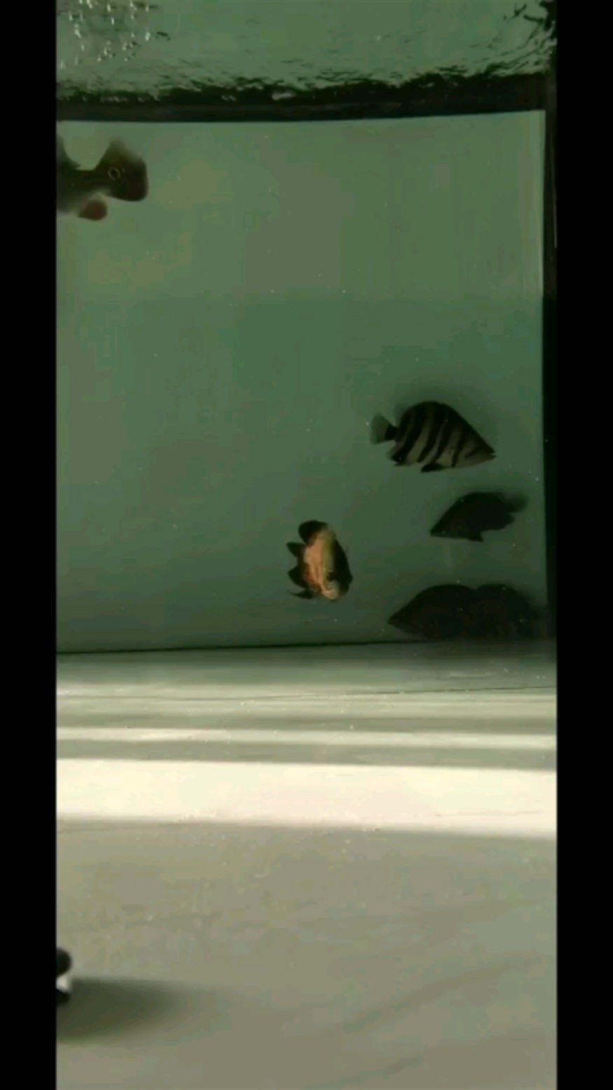 一次意外死了太多的虎魚就剩下這虎魚
