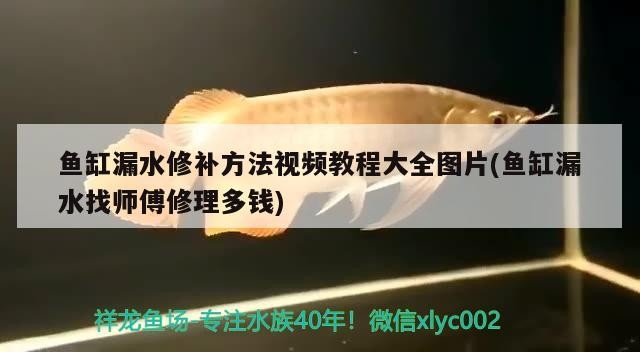 魚缸用增氧泵價格是多少:魚缸增氧機-xtrac增氧機-xtrac增氧機 魚缸漏水修補方法視頻教程大全圖片(魚缸漏水找?guī)煾敌蘩矶噱X) 紅龍魚百科 魚缸漏水修補方法視頻教程大全圖片(魚缸漏水找?guī)煾敌蘩矶噱X) 魚缸漏水修補方法視頻教程大全圖片(魚缸漏水找?guī)煾敌蘩矶噱X) 紅龍魚百科