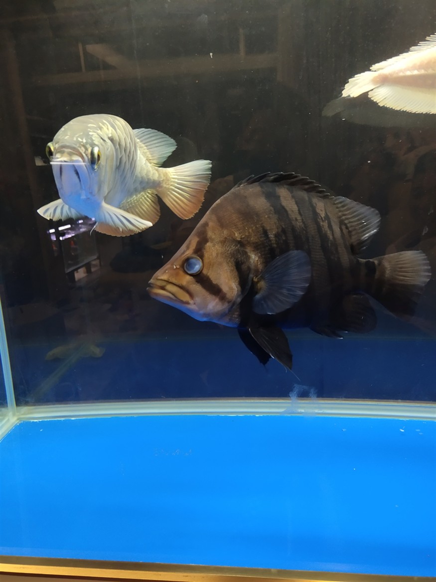 虎魚單邊蒙眼了
