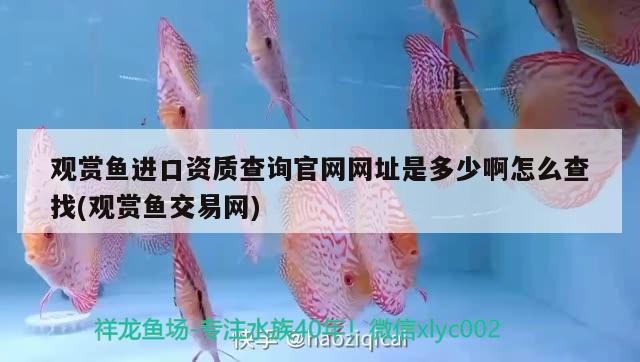 虎魚單邊蒙眼了