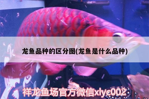 龍魚品種的區分圖(龍魚是什么品種)