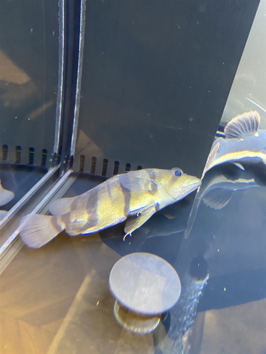這是小虎魚失嘌了嘛？