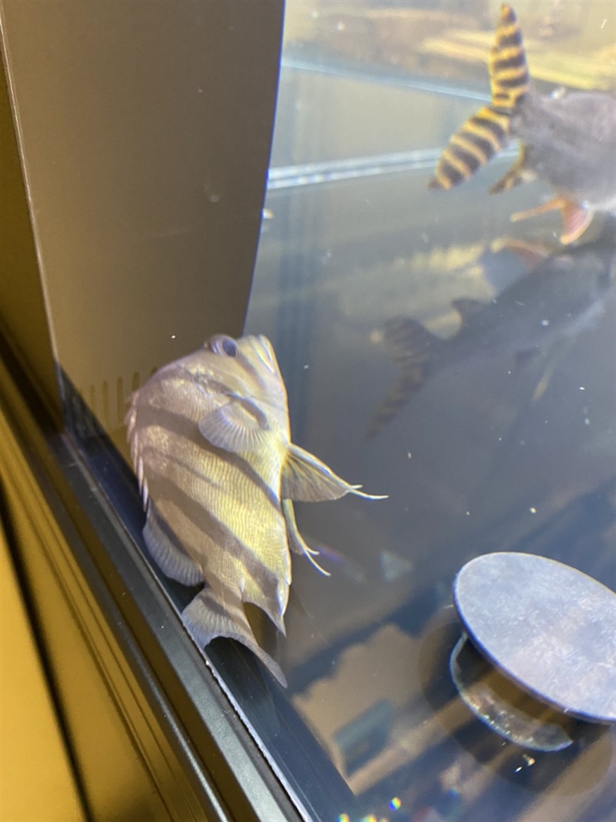 這是小虎魚失嘌了嘛？