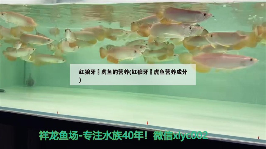 紅狼牙鰕虎魚的營養(yǎng)(紅狼牙鰕虎魚營養(yǎng)成分)