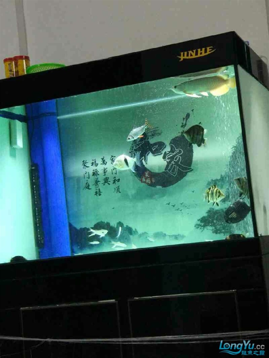 龍魚混養(yǎng)五虎