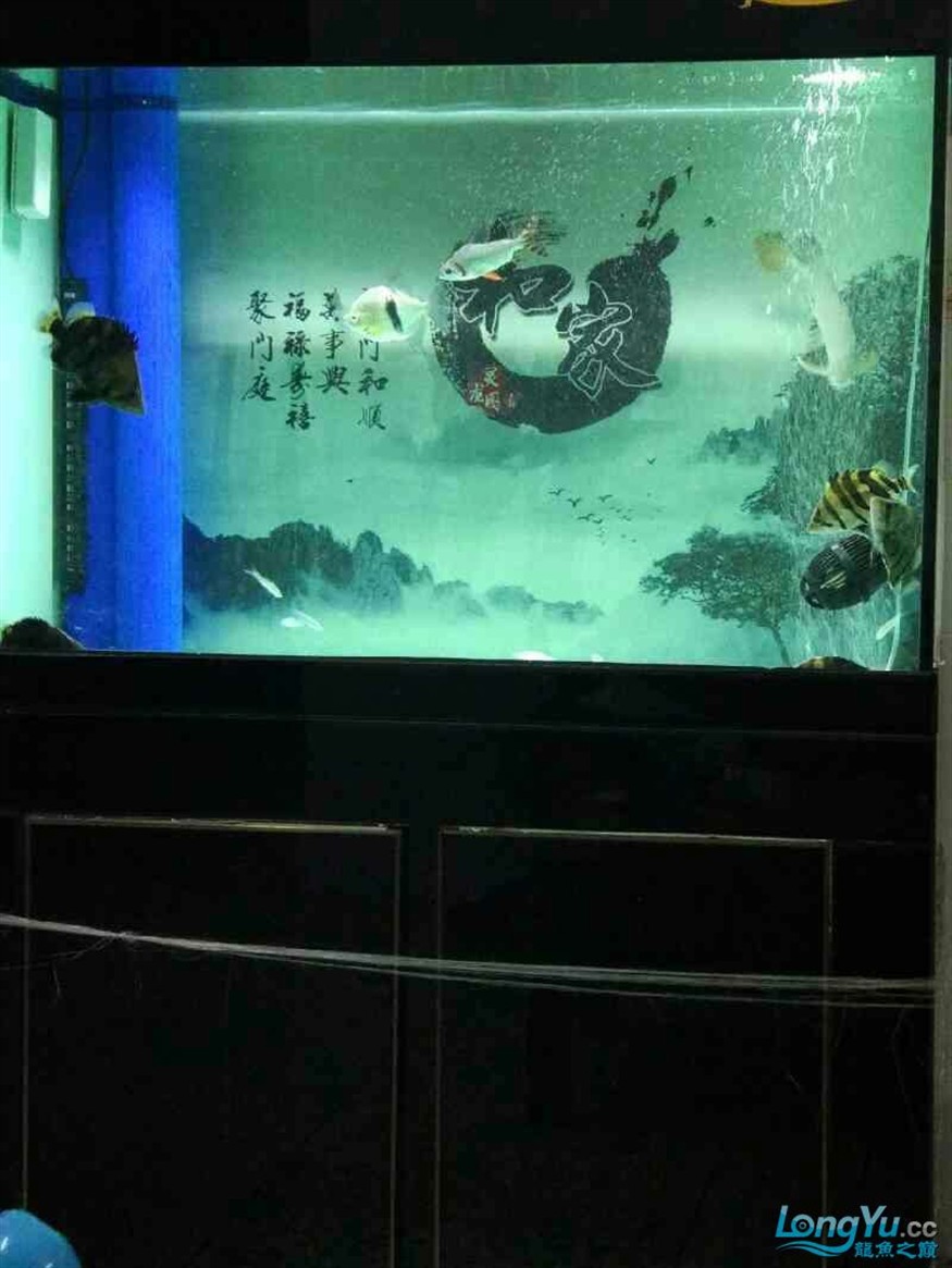 龍魚混養(yǎng)五虎