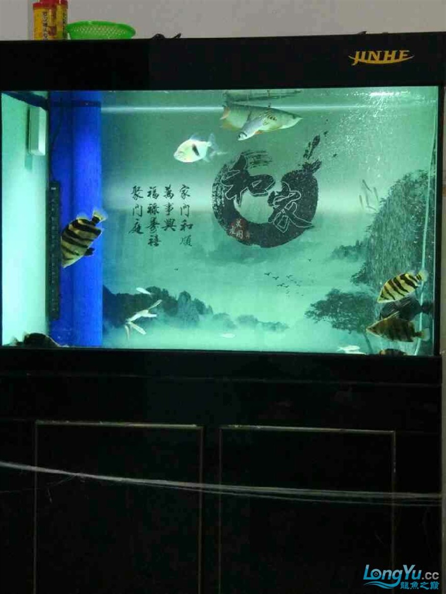 龍魚混養(yǎng)五虎