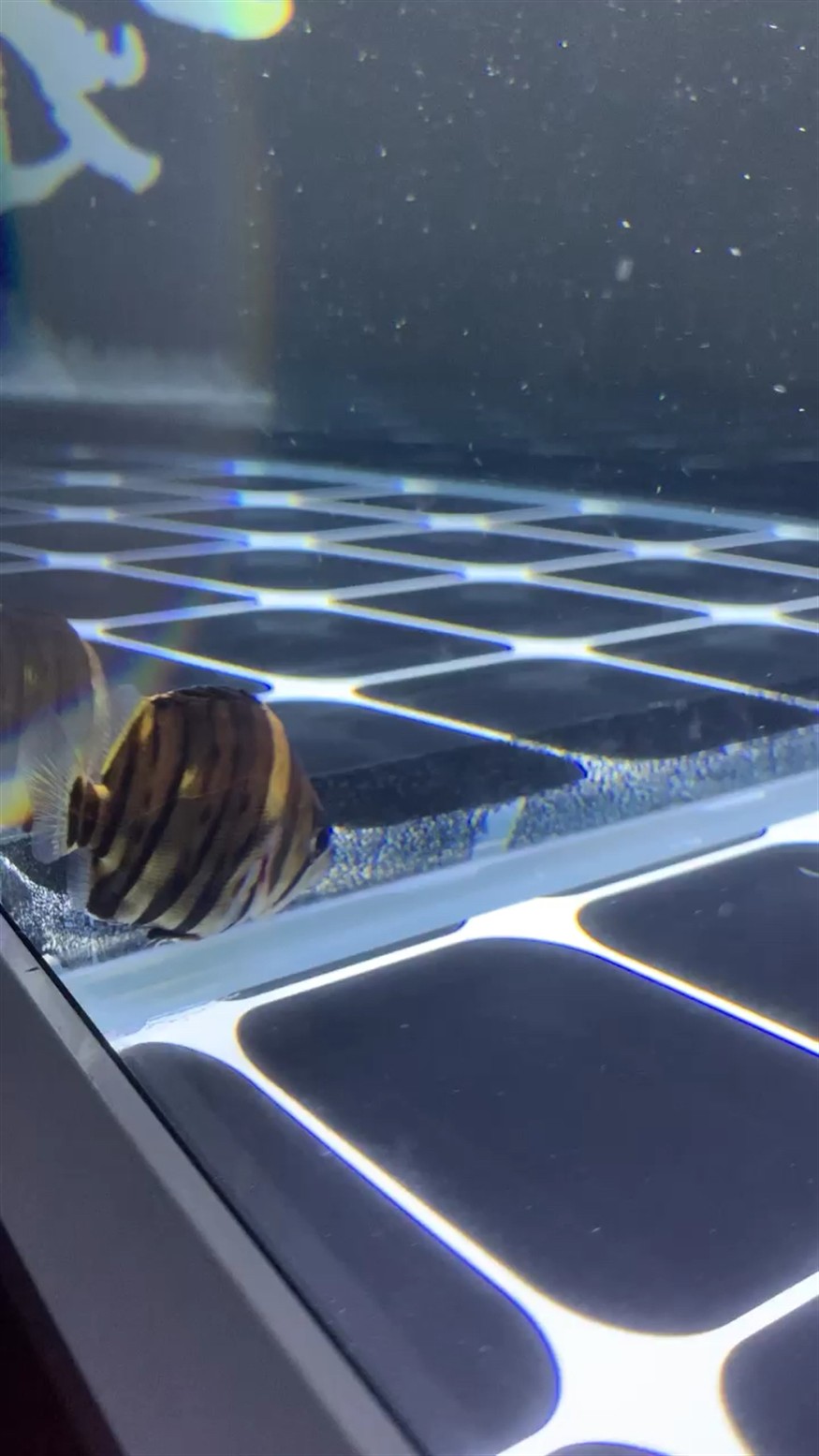 虎魚(yú)是不是病了？
