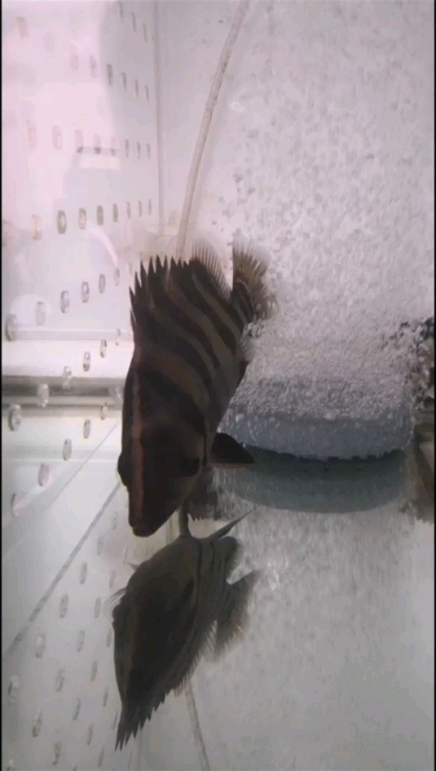 虎魚絕食