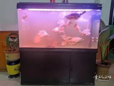 出售二手魚缸文案：一米二寬二手魚缸出售成都航天立交橋外側自取