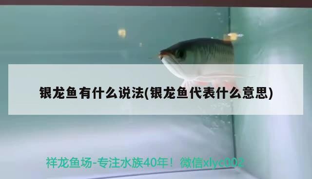 銀龍魚有什么說法(銀龍魚代表什么意思)