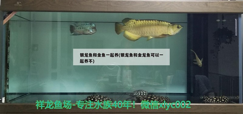 銀龍魚和金魚一起養(銀龍魚和金龍魚可以一起養不)