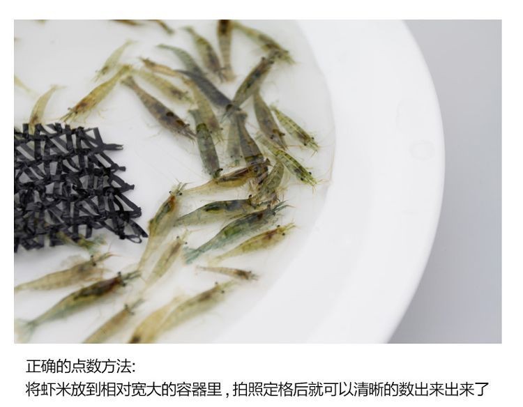 龍魚怎么喂蝦米好