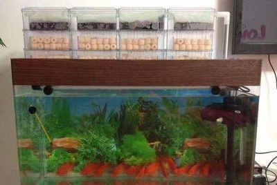 大缸改造魚缸好嗎視頻播放：大缸改造魚缸好嗎