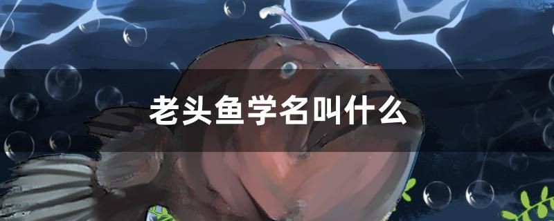 老頭魚學(xué)名叫什么