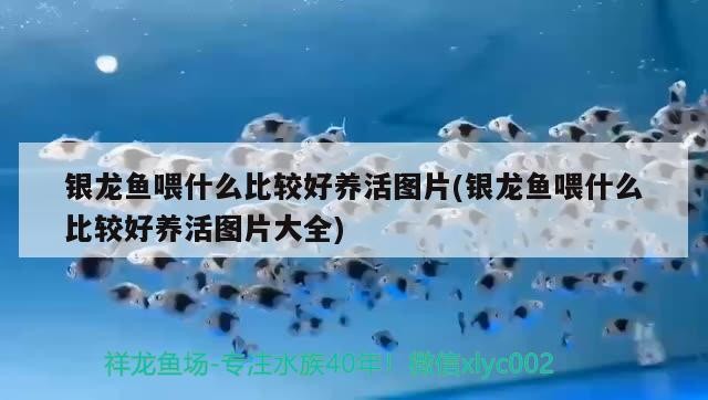 銀龍魚喂什么比較好養活圖片(銀龍魚喂什么比較好養活圖片大全)