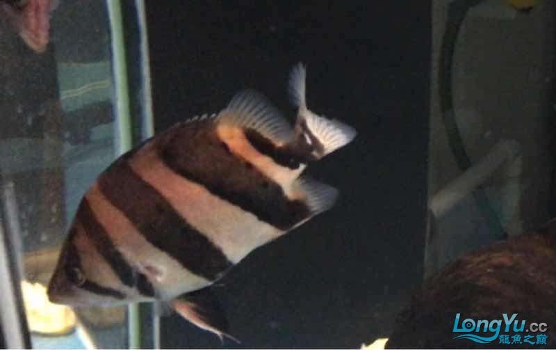 打包出虎魚(yú)