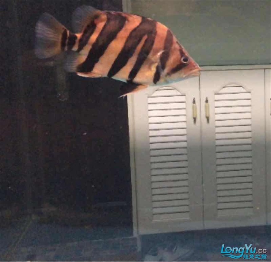 打包出虎魚(yú)