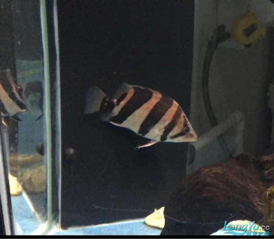 打包出虎魚(yú)