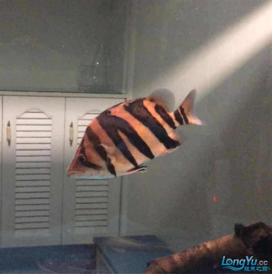 打包出虎魚(yú)