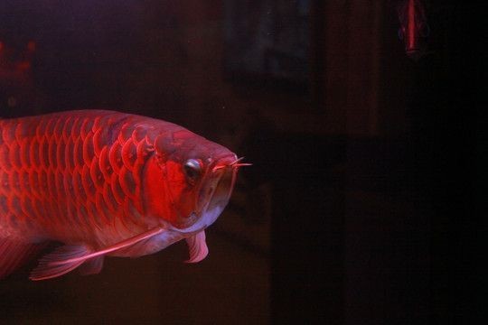 紅龍魚用燈好