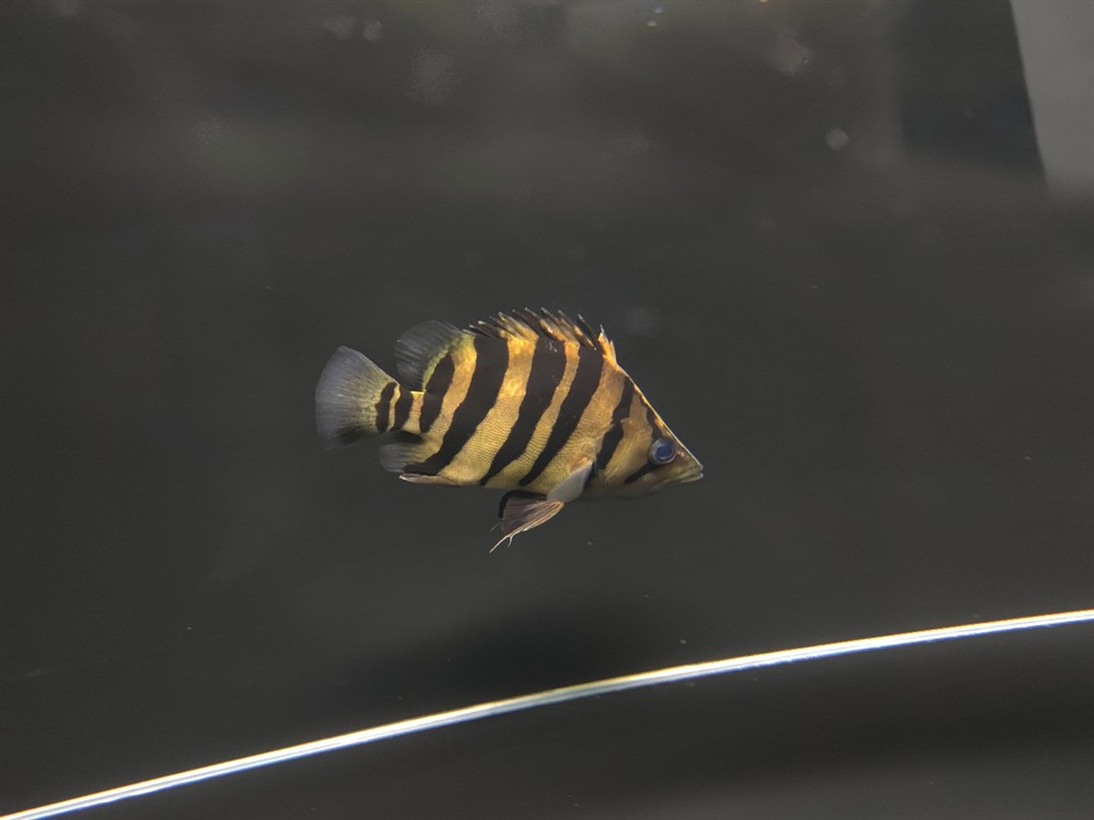 雄縣龍魚的繁殖方法是什么？，雄縣龍魚的繁殖方法
