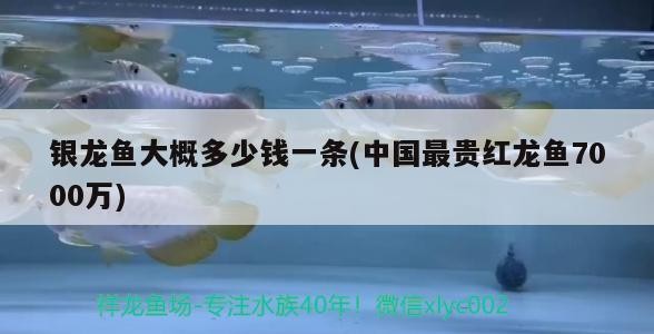 銀龍魚大概多少錢一條(中國最貴紅龍魚7000萬)