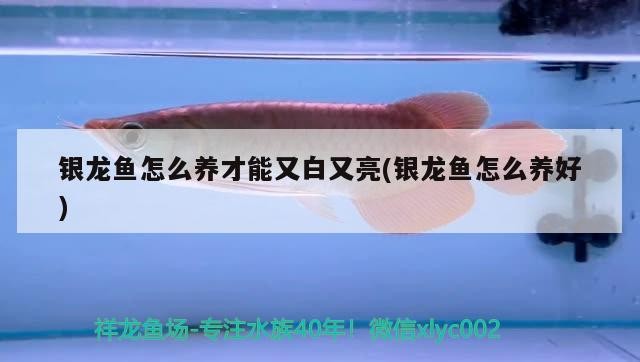 銀龍魚怎么養才能又白又亮(銀龍魚怎么養好)