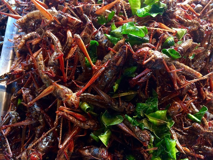 世界頂級泰國虎魚（世界頂級泰國虎魚品種）