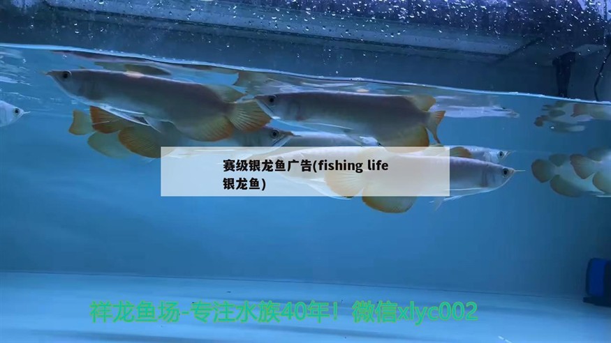 賽級銀龍魚廣告(fishinglife銀龍魚)