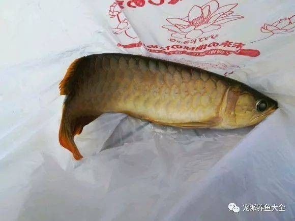 龍魚死了是什么原因導致的呢