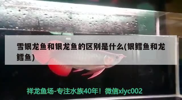 雪銀龍魚和銀龍魚的區別是什么(銀鱈魚和龍鱈魚)