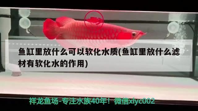 魚缸里放什么可以軟化水質(zhì)(魚缸里放什么濾材有軟化水的作用)