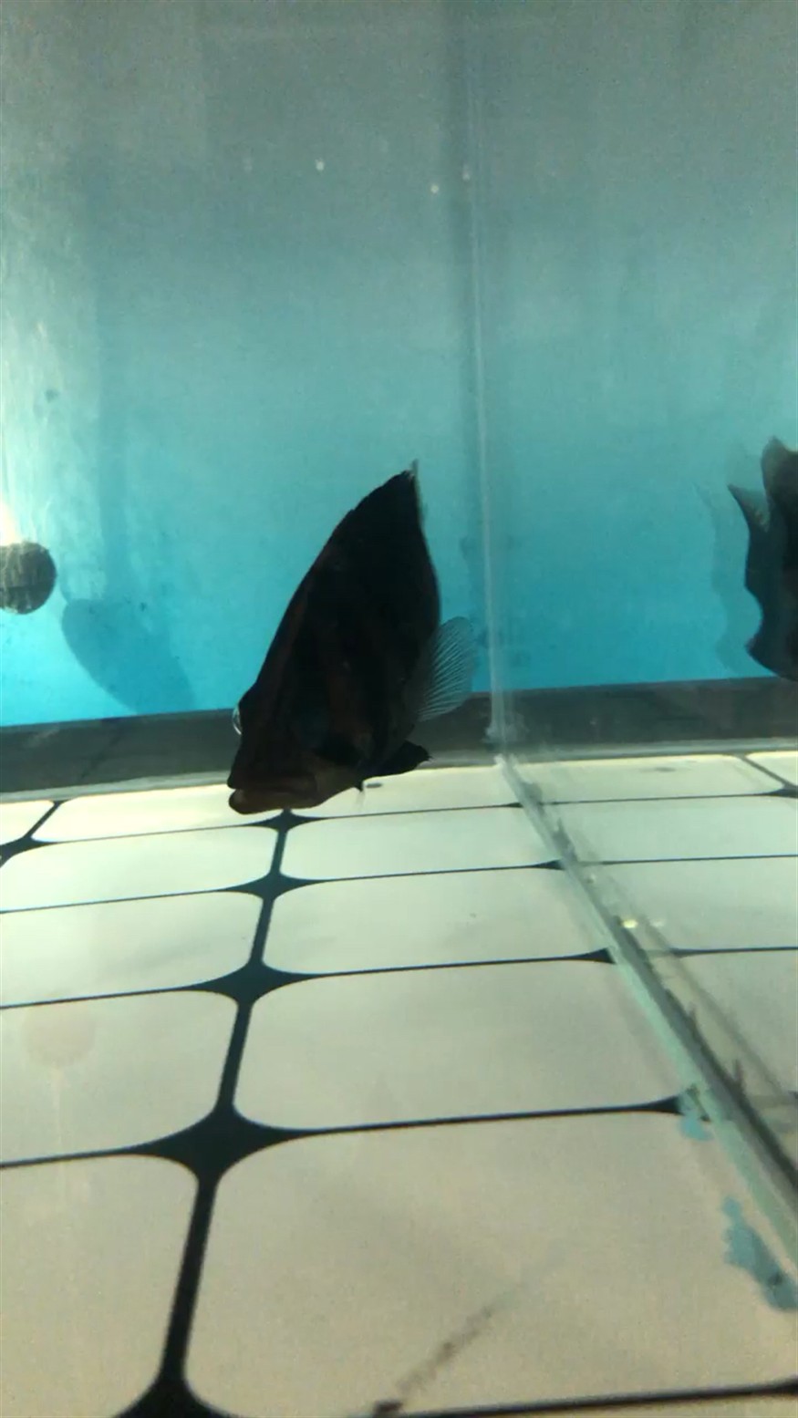 龍魚眼瞎了怎么治療(銀龍魚眼睛瞎了怎么辦)