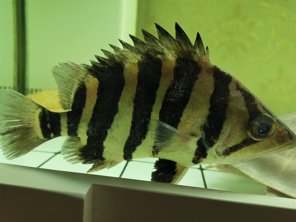 虎魚紅斑