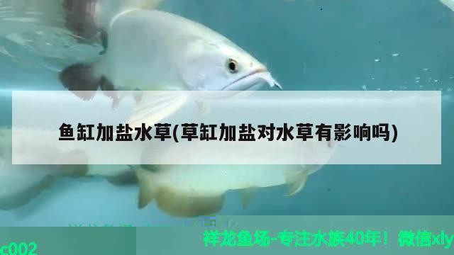 銀龍魚與什么魚混養最好(銀龍魚與什么魚混養最好看)