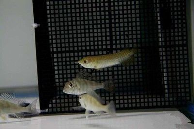 龍魚混養最佳伴侶魚能繁殖嗎