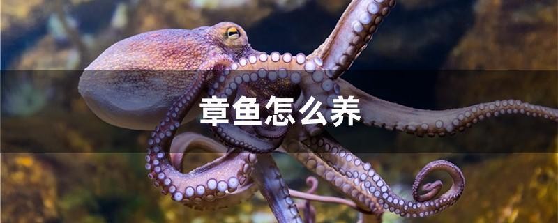 章魚怎么養(yǎng)