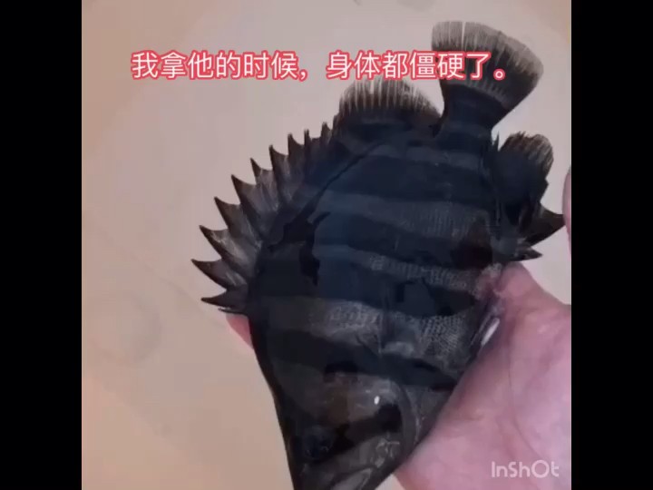 虎魚搶救 未完l待續