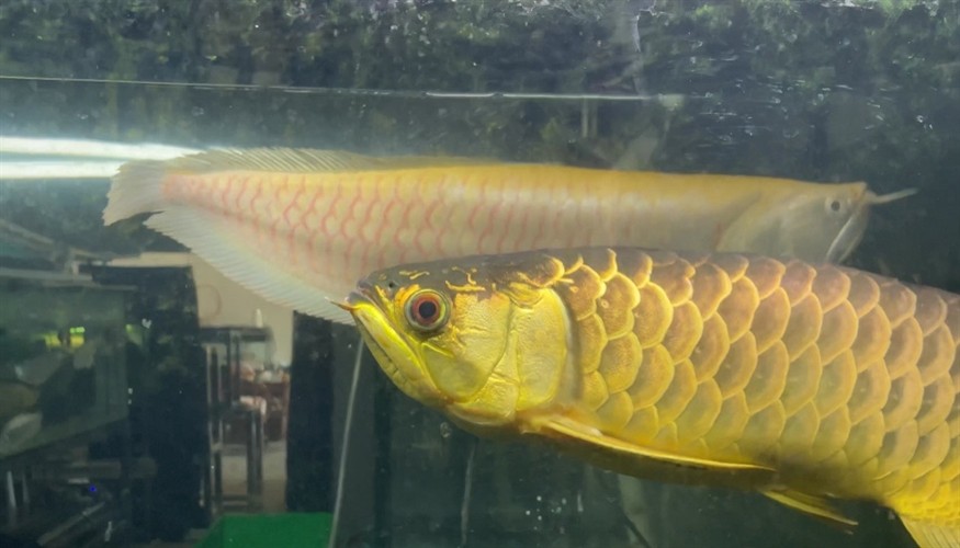 有一起交流龍魚虎魚心得的嗎