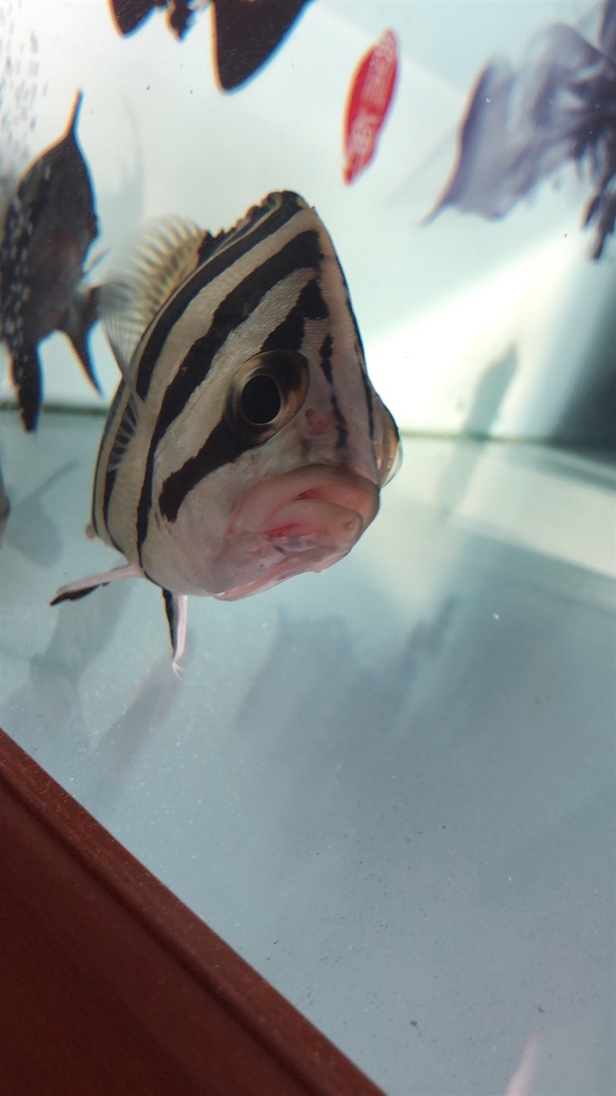 虎魚嘴巴充血