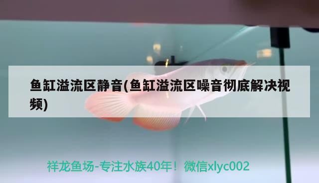 印尼紅龍魚(yú)養(yǎng)殖方法和技術(shù)要求（印尼紅龍魚(yú)養(yǎng)殖方法和技術(shù)要求視頻）