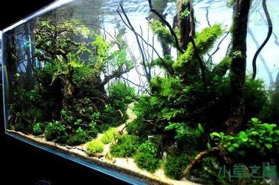 白石子魚缸造景：白石子是魚缸造景中常用的一種裝飾材料