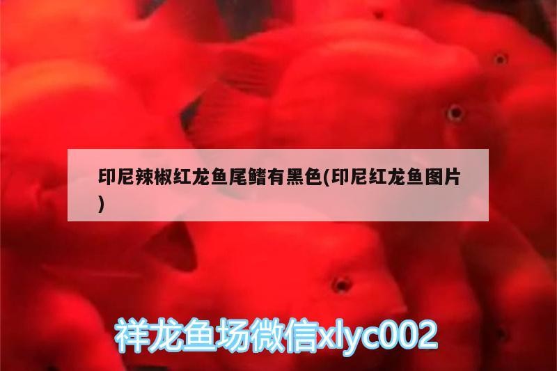 印尼辣椒紅龍魚尾鰭有黑色(印尼紅龍魚圖片)