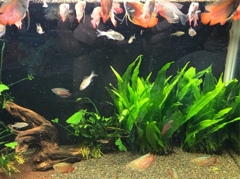 黑白皇冠魚的飼養環境是一個重要的考慮因素，特別是魚缸的底色：皇冠魟魚的飼養技巧