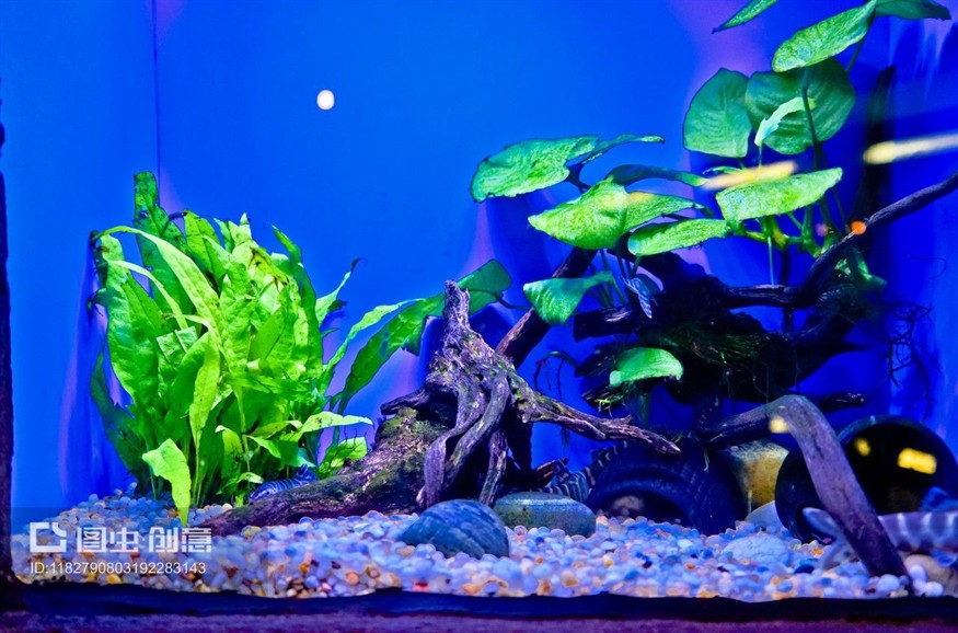 黑白皇冠魚的飼養環境是一個重要的考慮因素，特別是魚缸的底色：皇冠魟魚的飼養技巧